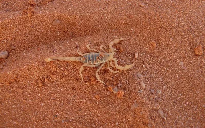 挽回天蝎座男友：和天蝎男分手的挽回必杀技