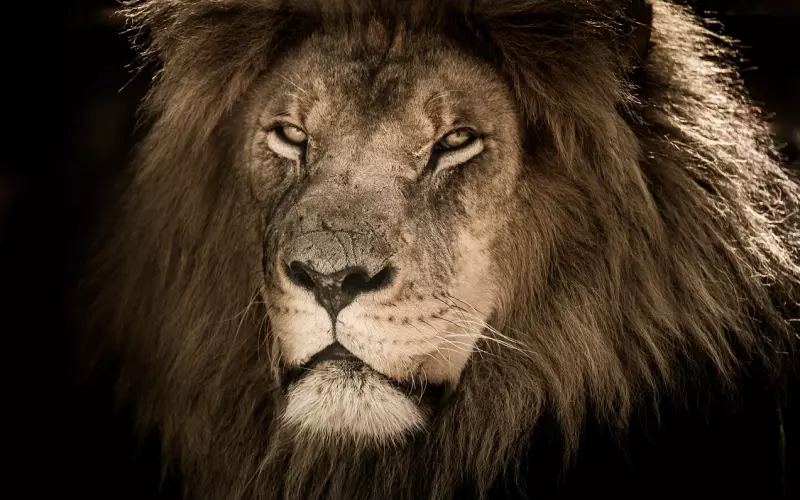 挽回前任男友：挽回狮子男，在什么情况下挽回最好时机呢