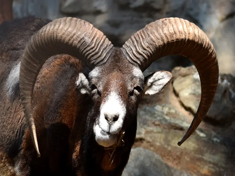 挽回男朋友：挽回摩羯座男友的三个套路