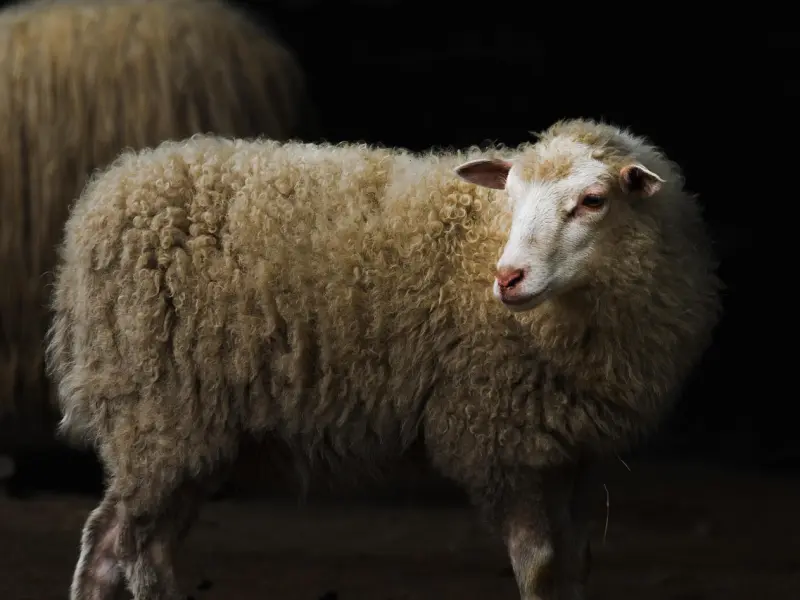 挽回男友：挽回白羊座男友的有效方法