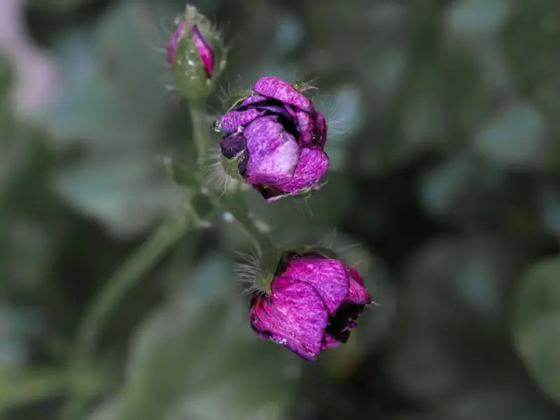 ✅女人来月经时一定要知道 ,不孕不育就是这样来的....