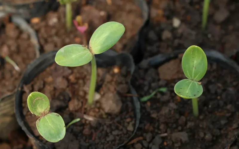女人小心“孕育期”很容易出现婚姻危机！