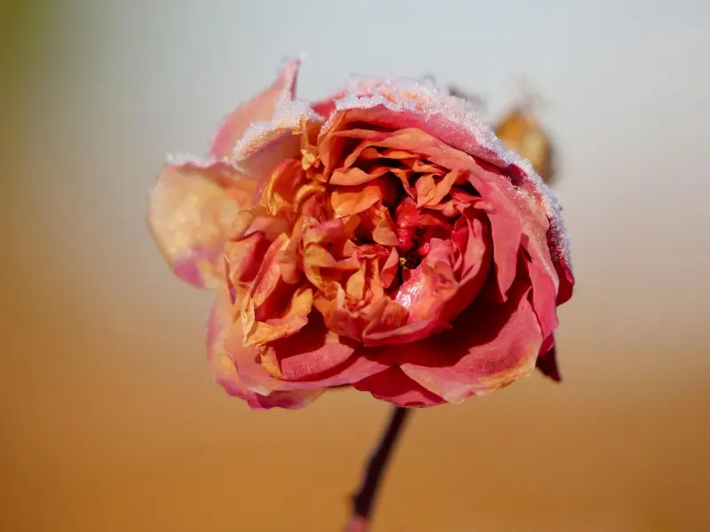 一直被男人宠的女人，都赢在这一点