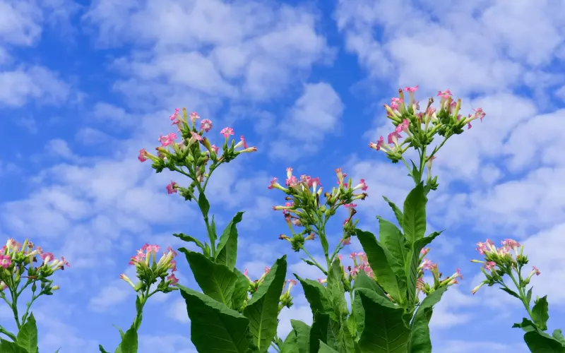 有这5个特征的女人，真的很容易让男人“上瘾”