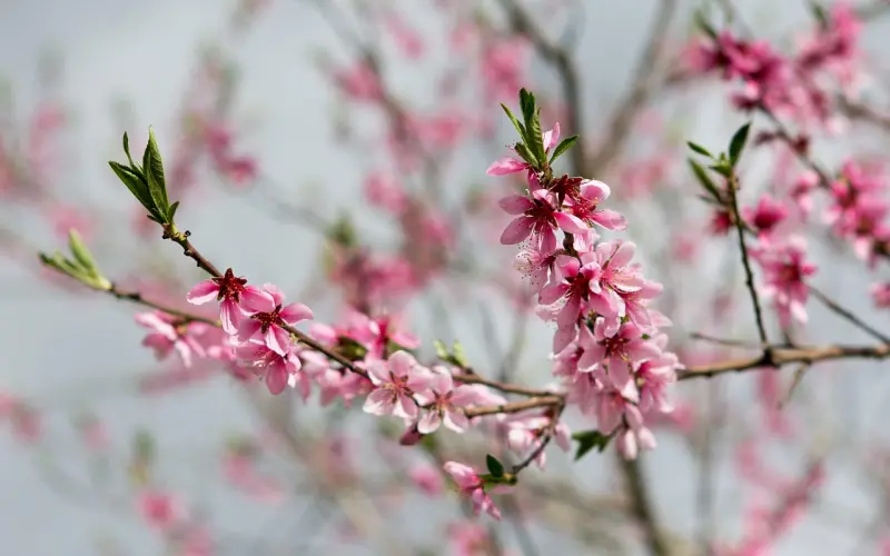 容易招桃花的女人面相，你是天生桃花命吗？