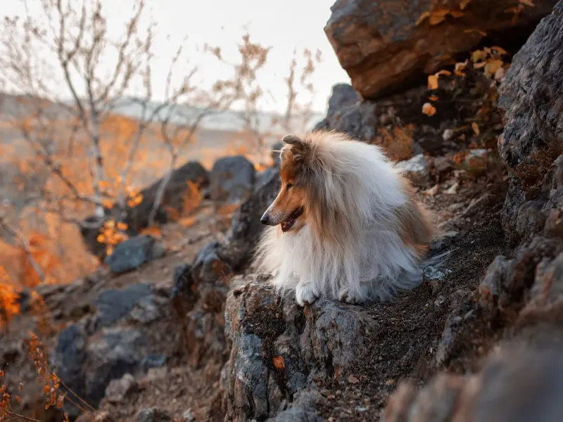 小倪的回归——「全民情敌 · 54章」