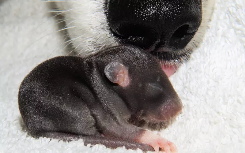 挽回也需要耍点小心机，6个小妙招，帮你迅速挽回爱情！