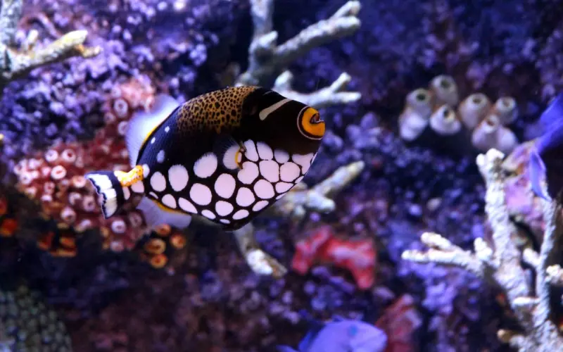 你就像小丑一样跟在他的身后还不自知