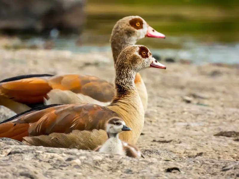 你永远感动不了一个不爱你的人