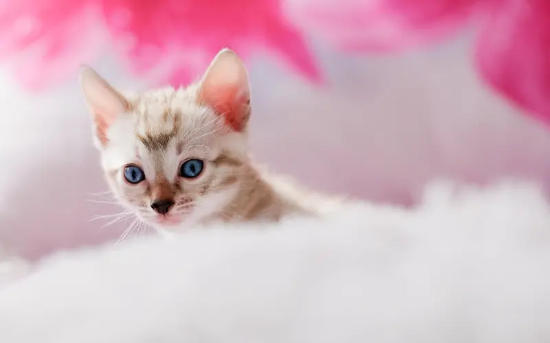 不该再像个小女孩一样的恋爱了