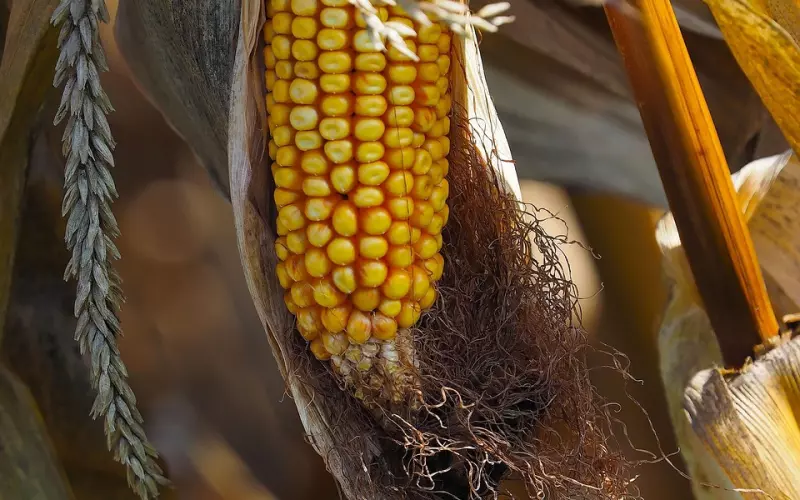 你想简单地生活，但往往什么都不到