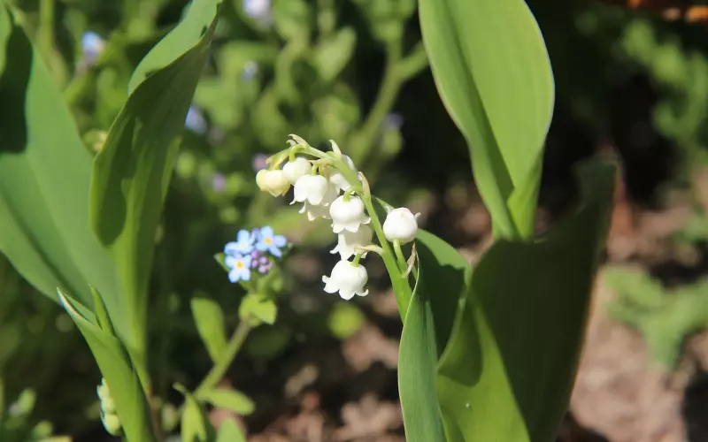 做人傻一点才幸福，太聪明会很累