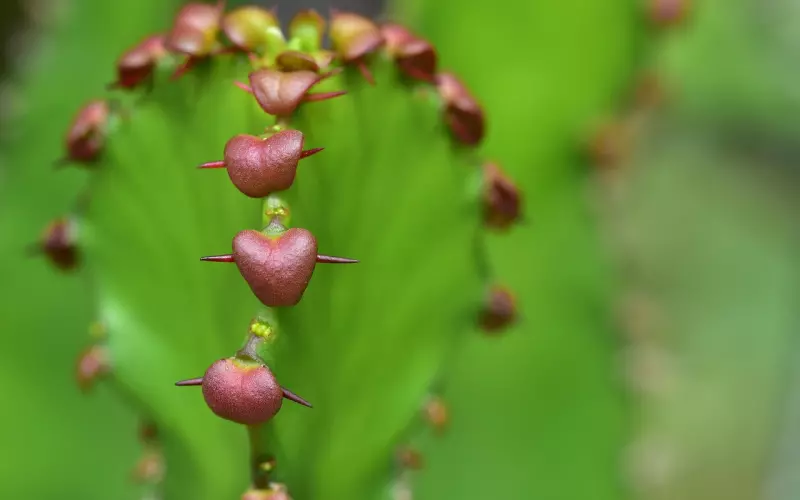 跟女友分手之后一直忘不了，教你摆脱痛苦，挽回爱情，挽回女友的心