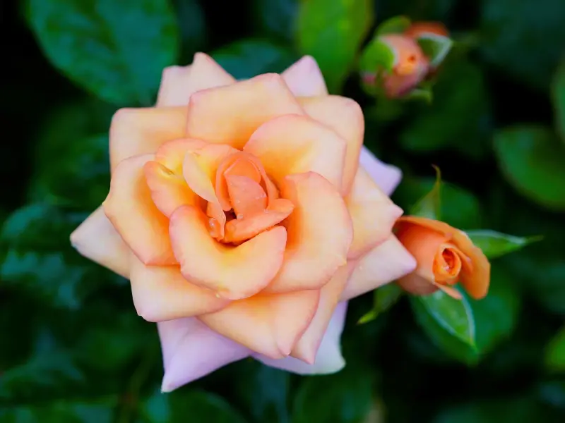 前任不想和你再联系了，挽回的你要如何做才好？