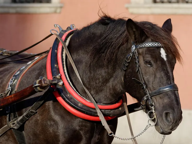 老婆太强势逼人，情感咨询师教你如何驾驭她