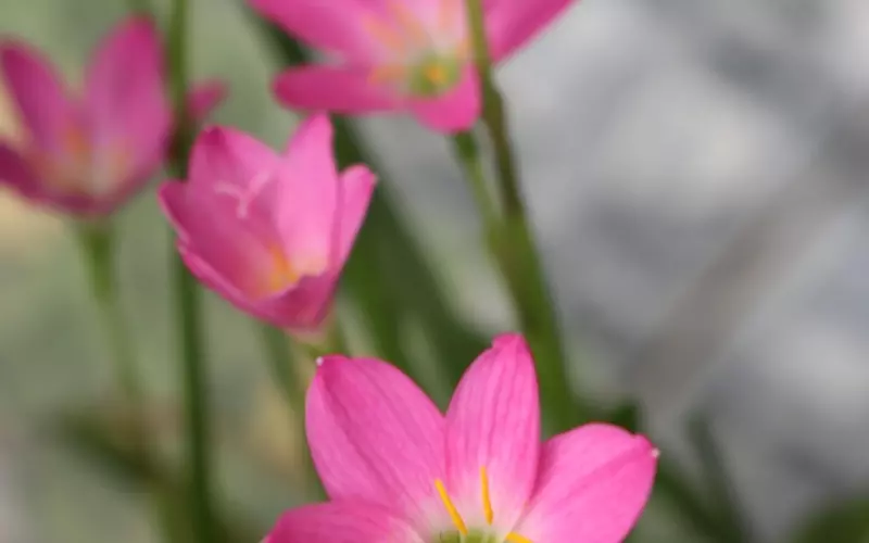 张亮寇静离婚：好的婚姻，需要培养这种能力！