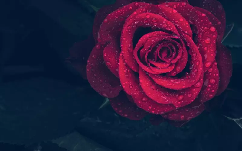 张雨绮离婚：即使再爱你，也不会委屈自己！