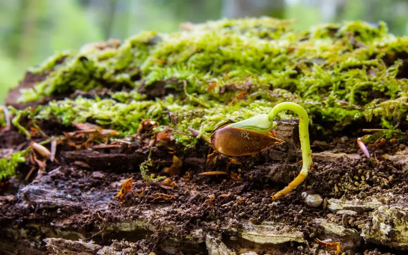 郑恺苗苗结婚，网友感叹：恋爱究竟如何走向婚姻？