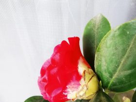 婚外情女方出轨的原因(老婆出轨男人该怎么对待婚外情)