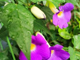 婚外情谈一个月就分手(婚外情天天见面但突然想分开了)