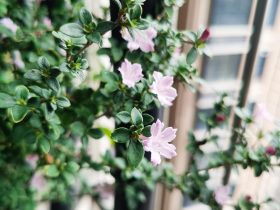 怀孕期间婚外情(四十岁老公和我分床睡)