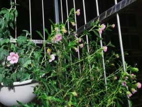 婚外情发展到什么地步算是出轨(婚外情有风险出轨需谨慎)