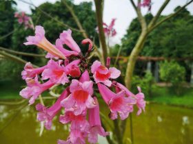 梳理一下这些年男人出轨的案件(婚外情精神出轨算不算出轨)