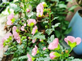 老公婚外情5年了最近想和我离婚(已婚男人背叛婚外情怎么办)