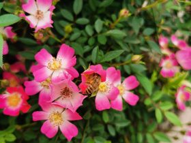 婚外情中遭遇背叛还要不要坚持(当婚外情遭遇背叛该怎么办)