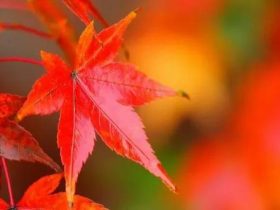 凤凰男为了离婚威胁我怎么办(凤凰男婚外情)