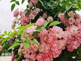 老公和女同学发生婚外情怎么办(同学之间发生婚外情怎么解决)