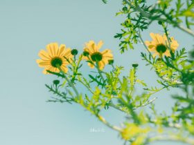 婚外情的男女双方离婚后重组家庭(婚外情重组的家庭幸福吗)