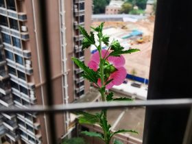 婚外恋5年男人都还没离婚(46岁婚外情而离婚她还能过得好吗)