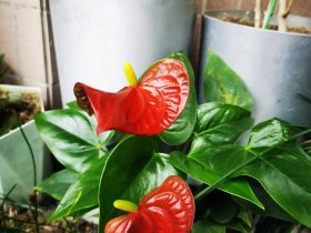 婚外情中出轨男人是真心的吗(婚外情男人的出轨对象有几种类型)