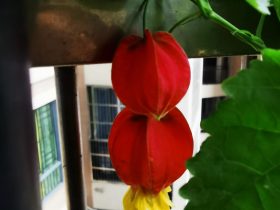 婚外情：女人不风流？都是成年人，何必装单纯？