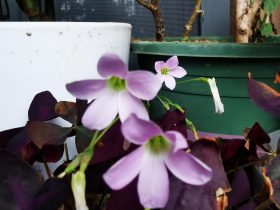 怎样找律师收集出轨记录(妻子出轨离异真实案例)