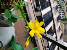 婚外情男人比女人更走心(婚外情为什么女人和男人谁更绝情)