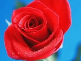 生肖兔男有婚外情2023年(四十岁的女人该看透什么)