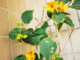 婚外情的男人为什么能和情人相处(婚外情的男人会对情人长情吗)