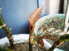 中年男人婚外出轨对老婆还会爱吗(婚外情男人出轨的下场)