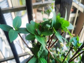 老公婚外情出轨一定要离婚吗(因为婚外情离婚是情感上的冲动吗)