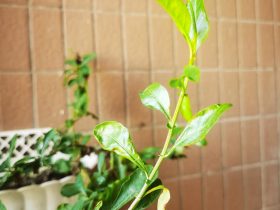 两夫妻如果有一方出轨了怎么办(夫妻约定一方出轨净身出户有效吗)