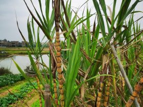 婚外情被她老公发现(婚外情被她老公发现了我怎么办)