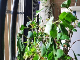 婚外情男人主动说最后悔就是出轨(婚外情男人吵架了就说不继续了)