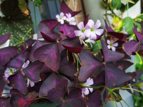 娶一个有婚外情的女人会真心吗(和你有婚外情的女人能娶么)