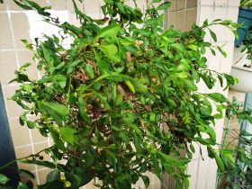 婚外情里太多失望慢慢就不爱了(一个人从婚外情里走出来需要多久)