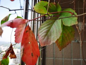 婚外情并且有孩子能走多远(为什么结婚有孩子了还搞婚外情)