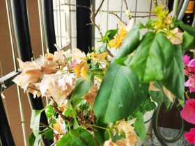 婚外情出轨怎么培养和老公的感情(女人有了婚外情老公很难原谅)