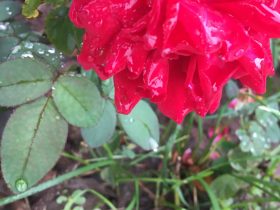 妻子和男人长期婚外情的案例(揭秘婚姻与婚外情真相)